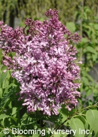 Syringa x hyacinthiflora 'California Rose'